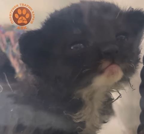 Кошеня, яке вчора врятували з-під завалів у Харкові, назвали Фенікс — фото 4