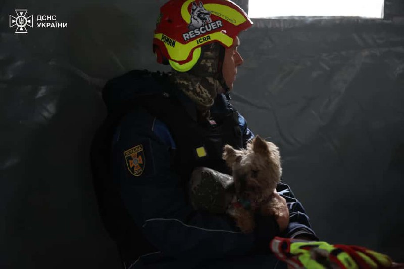 У Дніпрі з-під завалів житлового будинку врятували крихітного песика: кадри — фото 2
