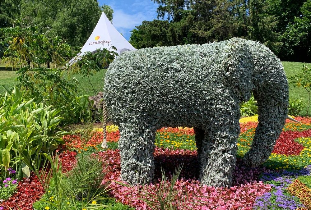 Дикі тварини у центрі Києва: в столичному парку стартувала літня виставка квітів