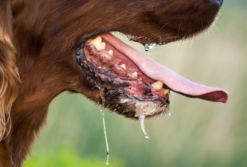 Через скаженого пса місто на Прикарпатті закрили на карантин