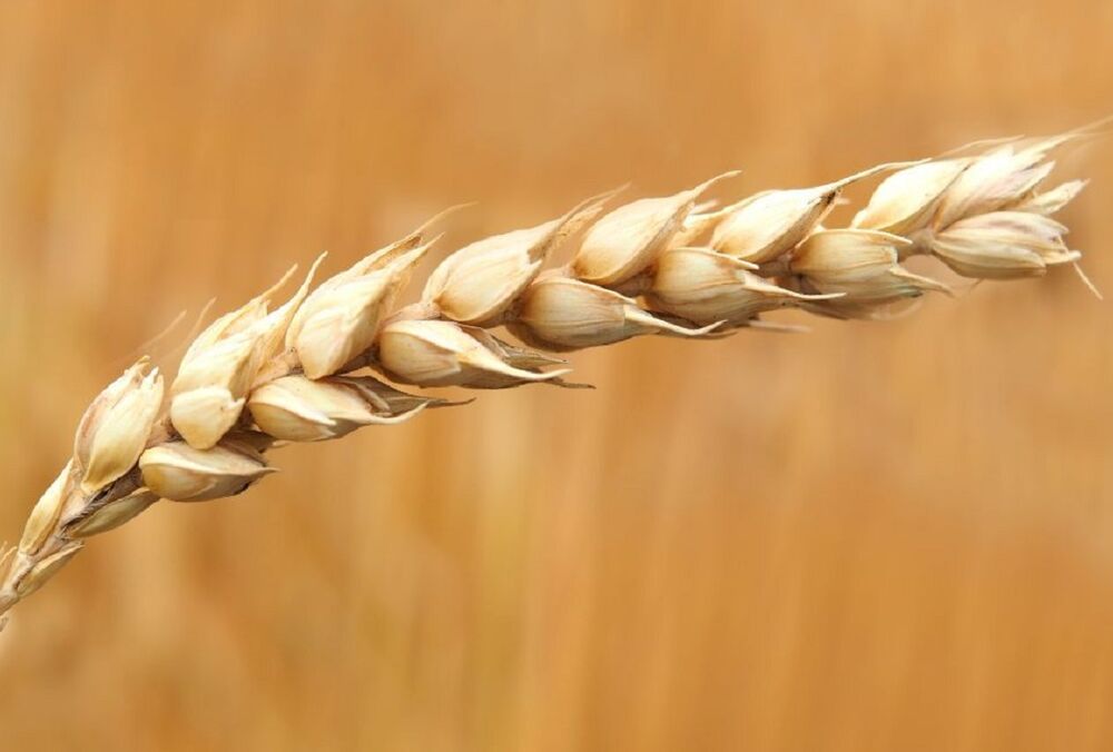 США стало известно о желании России вернуться к зерновому соглашению 