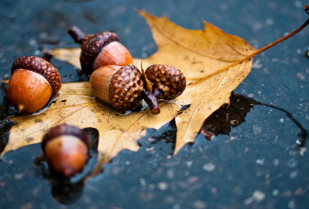 Україна опинилася у полоні дощів: прогноз погоди