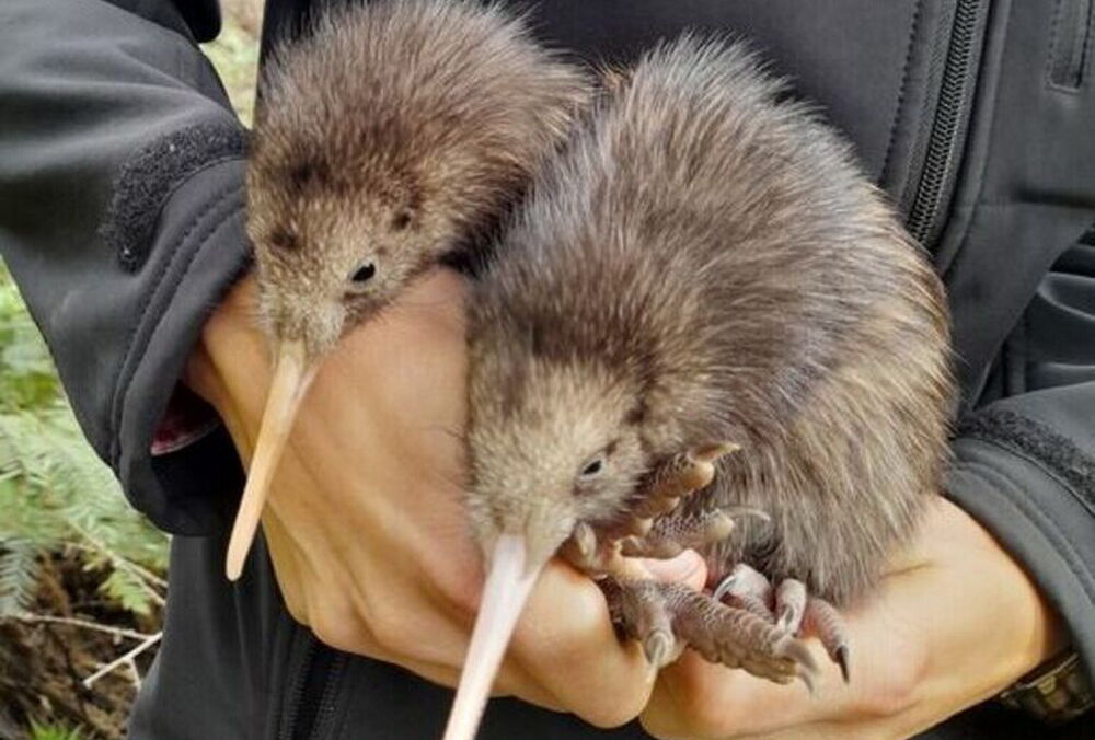 У столиці Нової Зеландії народилися птахи ківі - вперше за 150 років