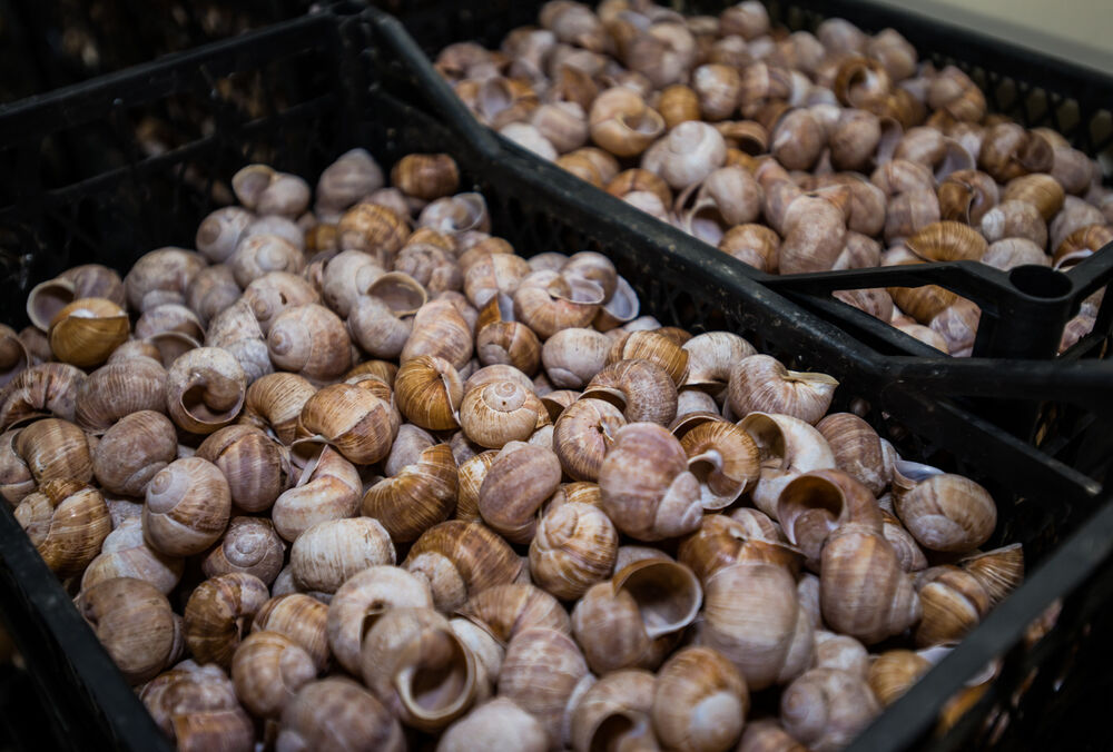 Україна стала найбільшим експортером равликів і нішевих продуктів до Великобританії