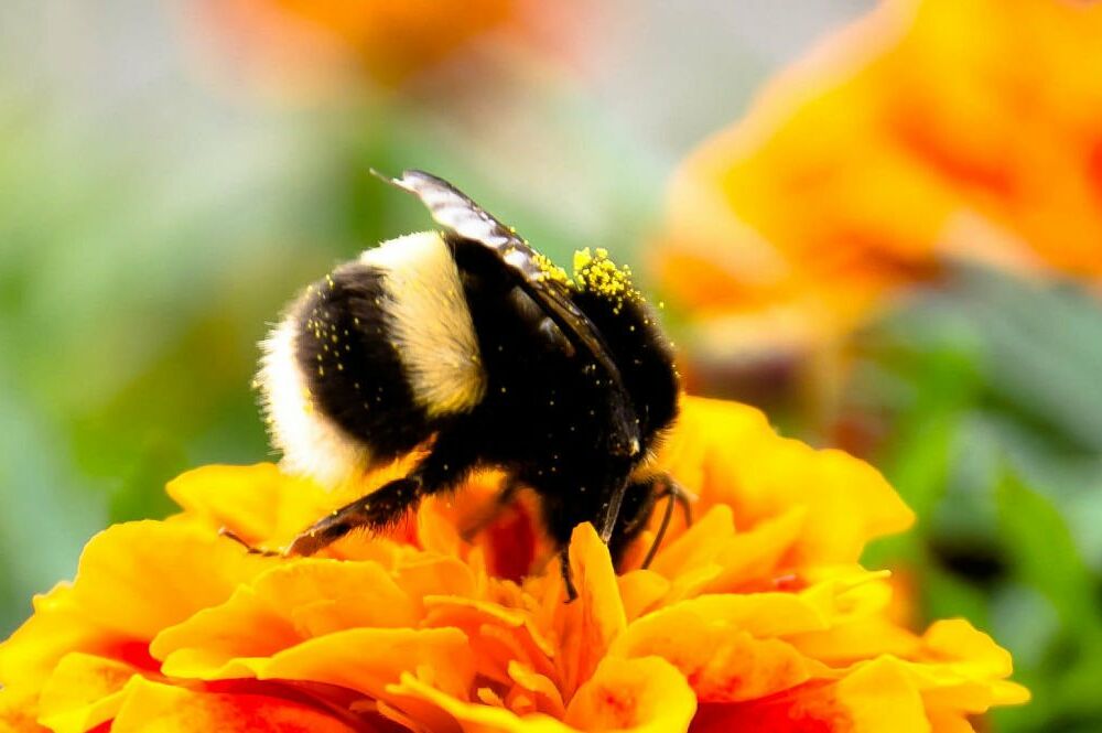 В Україну повертається тепло: прогноз синоптиків