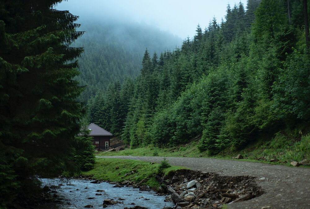 За последние 20 лет в украинских Карпатах вырубили около 10% всего лесного покрова