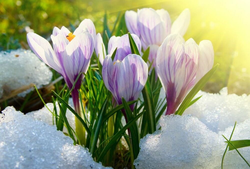 Погода в березні: коли в Україні чекати весняного тепла