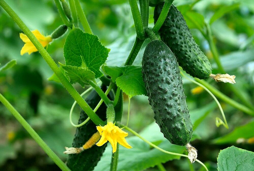 В Україні різко подорожчали огірки: чому