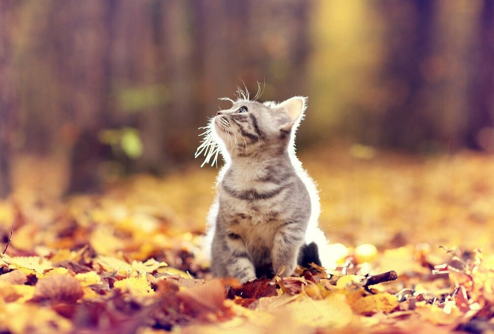 Прогноз погоди: де сьогодні похолодає ще сильніше