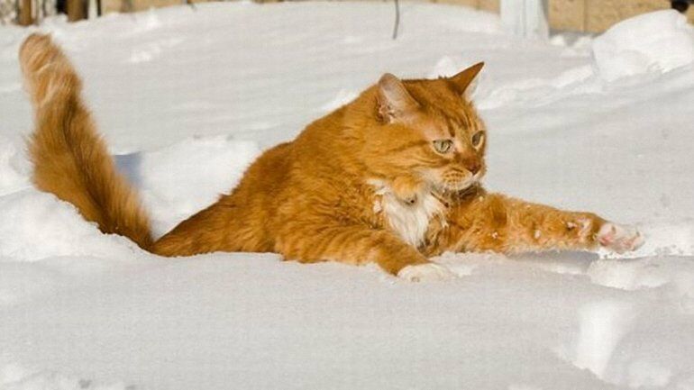 Температура падает: где в Украине сегодня похолодает сильнее всего Температура падает: где в Украине сегодня похолодает сильнее всего