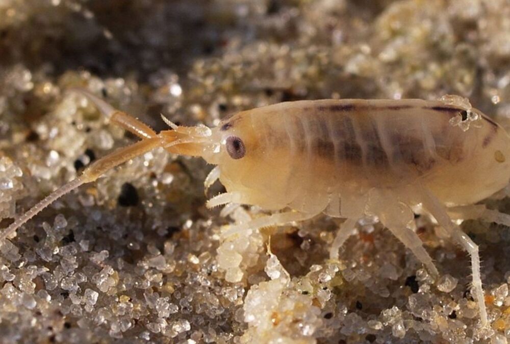 На Азовском море отдыхающих атакуют морские блохи