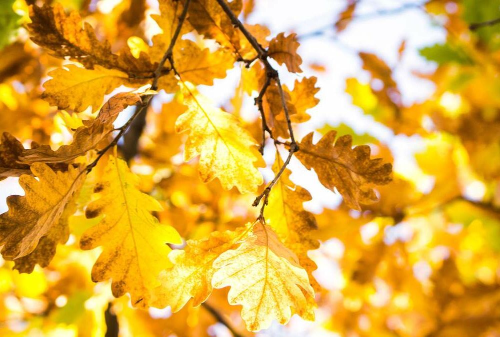 Укргидрометцентр предупредил о вероятности первого снега в октябре