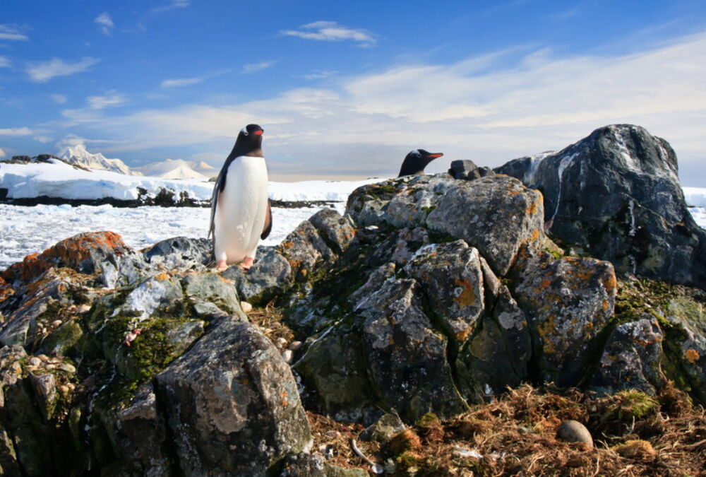 В Антарктиде фиксируют рекордную жару