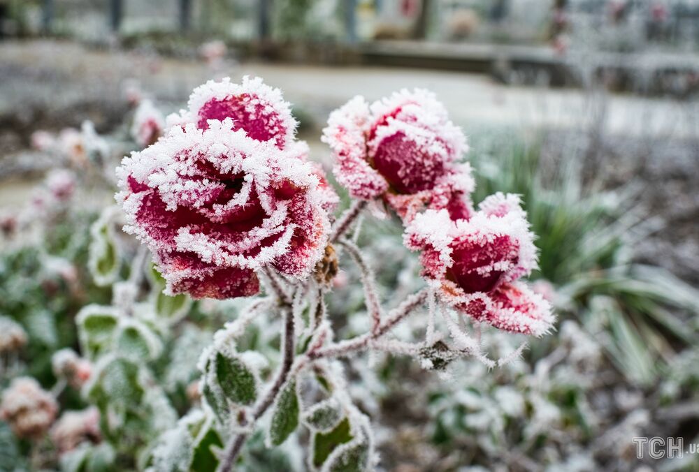 В Киеве и области до 2 мая ожидаются сильные заморозки В Киеве и области до 2 мая ожидаются сильные заморозки