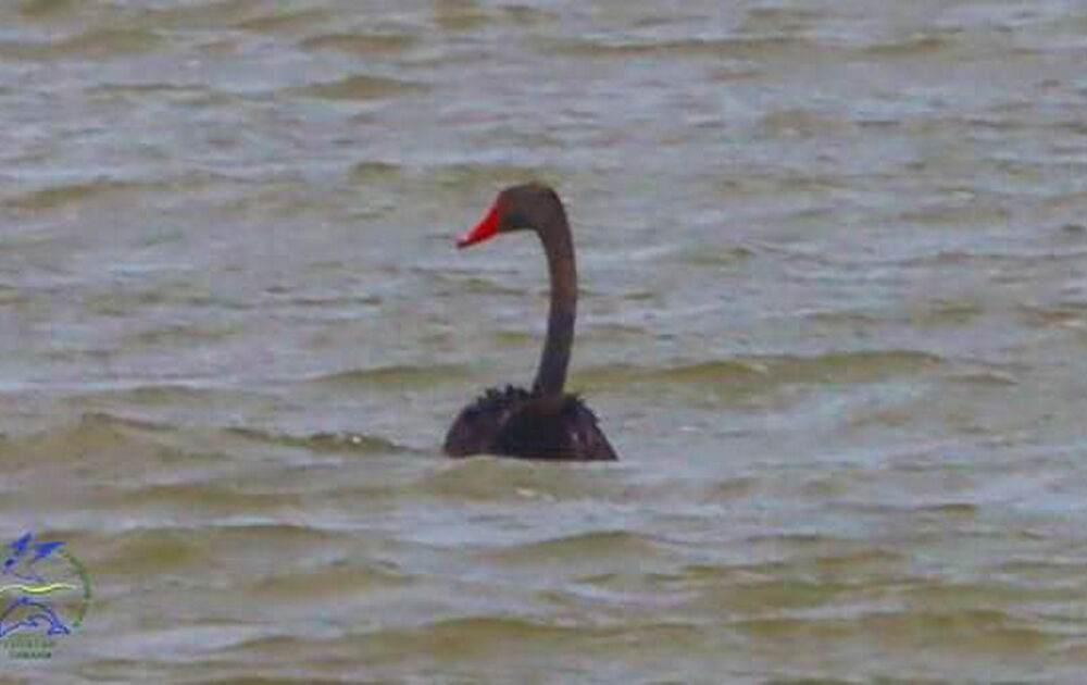 В ”Тузловских лиманах” заметили черного лебедя - птица могла прилететь из Херсонской области