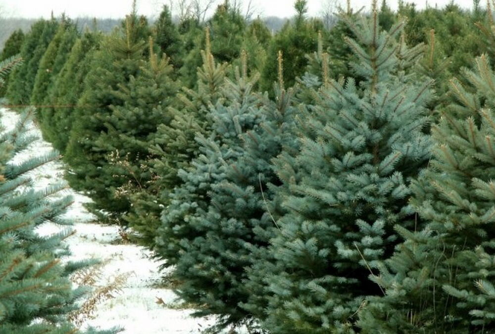 В Киеве 4 декабря стартует официальная продажа новогодних елок