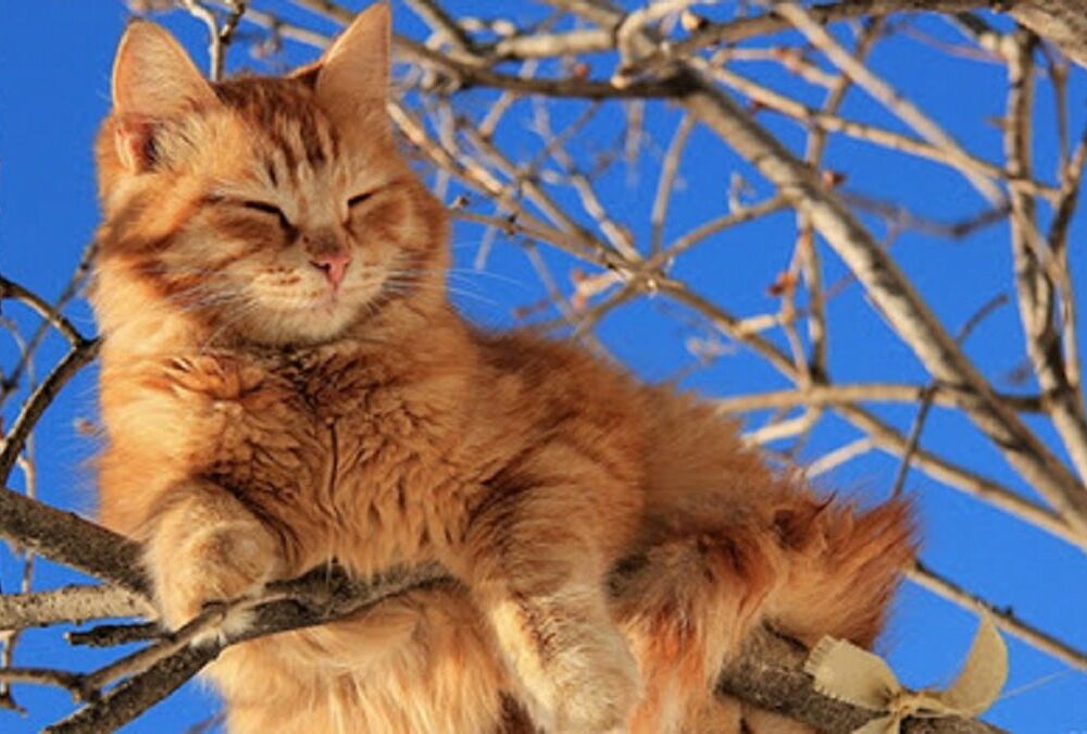 В ожидании потепления: прогноз погоды в Украине