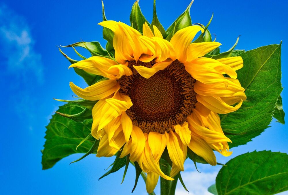 Болгария запретила импорт подсолнечника из Украины