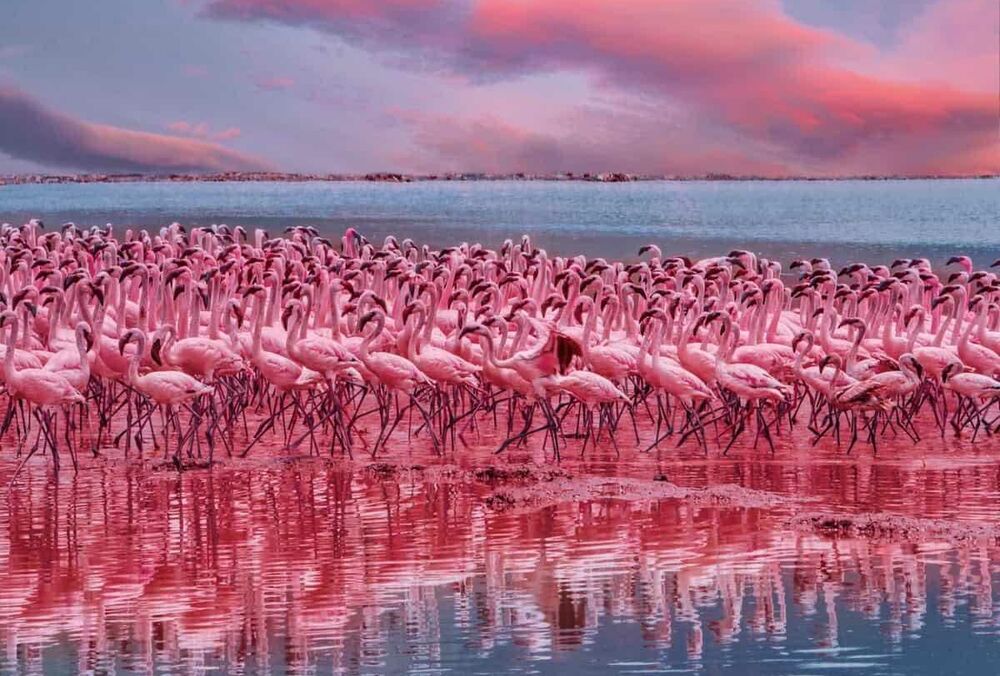Удивительные розовые фламинго прилетели в Одесскую область: фото