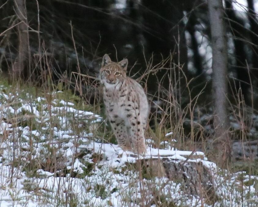 ФОТОФАКТ: в Карпатах заметили очень редкое животное