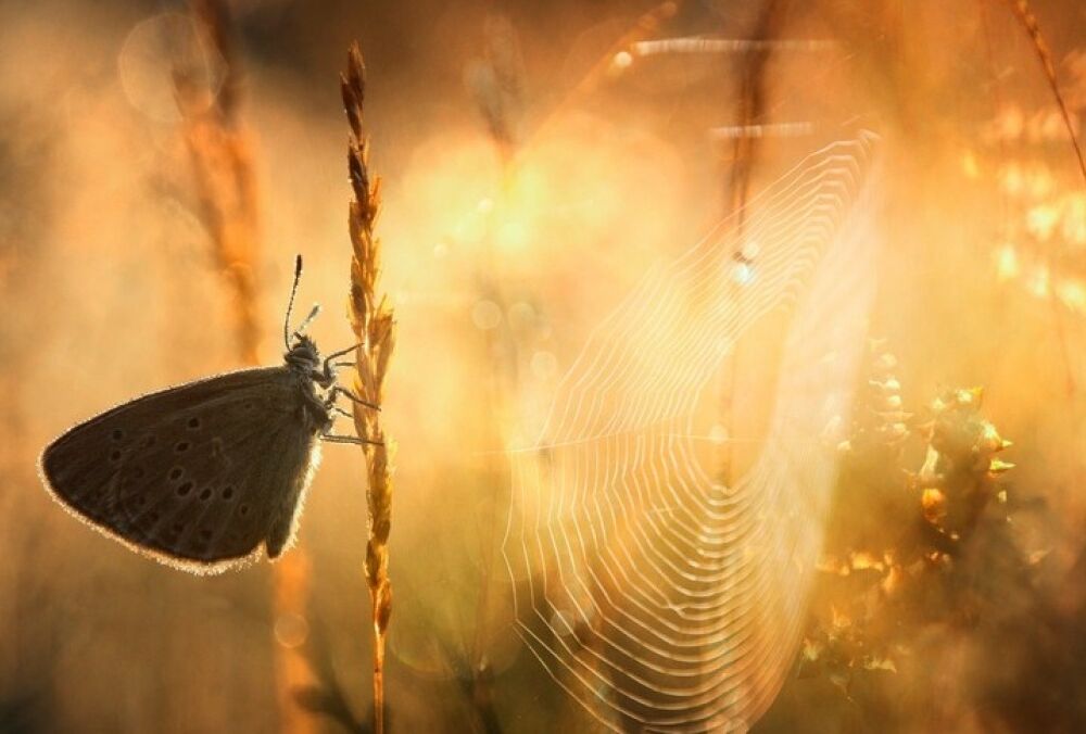 В Україну прийшло бабине літо: де сьогодні буде найтепліше