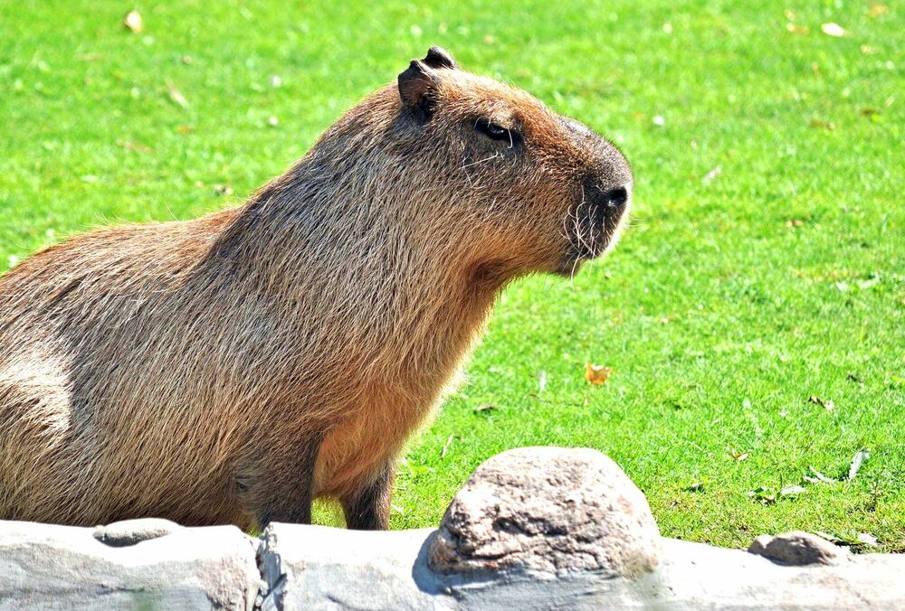 Капибары захватили поселок богачей в Аргентине Капибары захватили поселок богачей в Аргентине