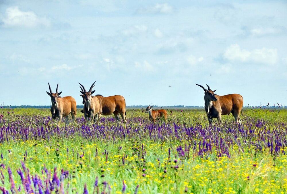 Оккупанты привезли своего ”директора” в заповедник ”Аскания-Нова” и перерегистрировали его в РФ