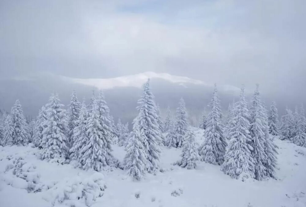 Карпаты засыпает снегом, ударили морозы: фото