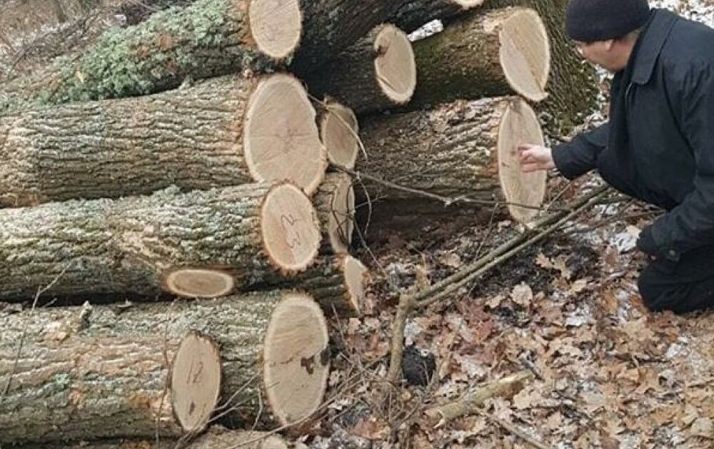 Українець вирубав 10 дубів і тепер йому загрожує в'язниця