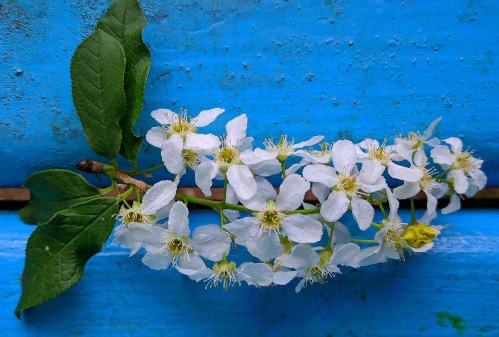 Прогноз негоди: в Україні похолодає і підуть дощі