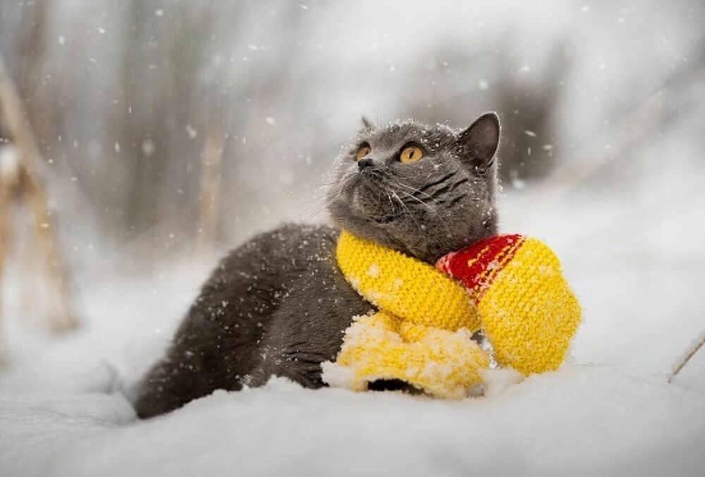 Погода в Україні: синоптики обіцяють незначне похолодання