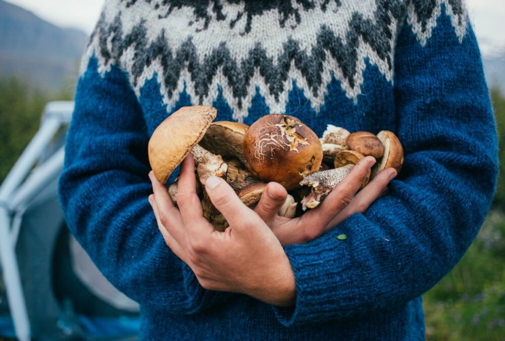 Як правильно збирати гриби: рекомендації МВС