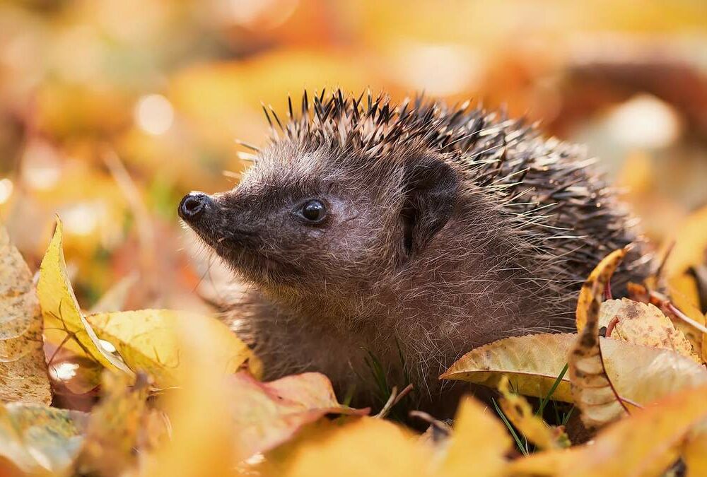 Холод или тепло: чего ждать от второго месяца осени Холод или тепло: чего ждать от второго месяца осени