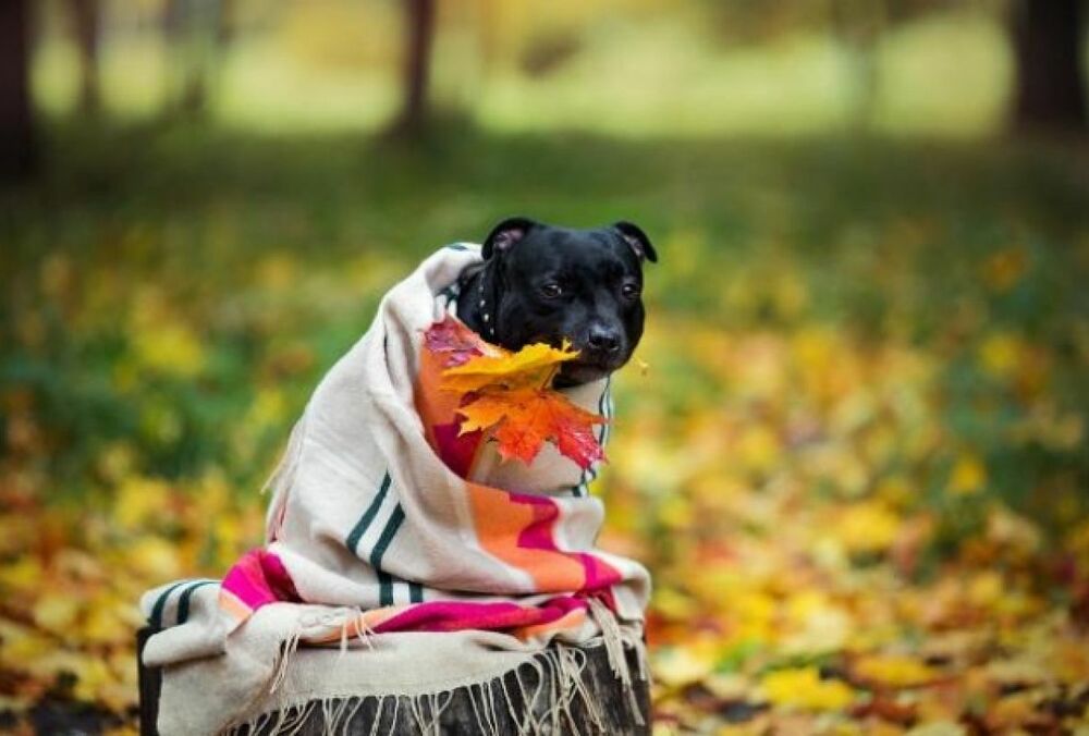 Погода в Україні: дощі припиняться, але тепліше не стане