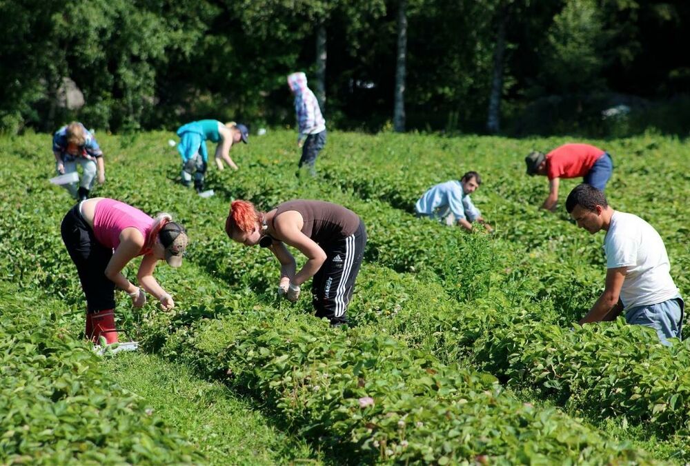 В Польше жалуются на нехватку заробитчан из Украины В Польше жалуются на нехватку заробитчан из Украины