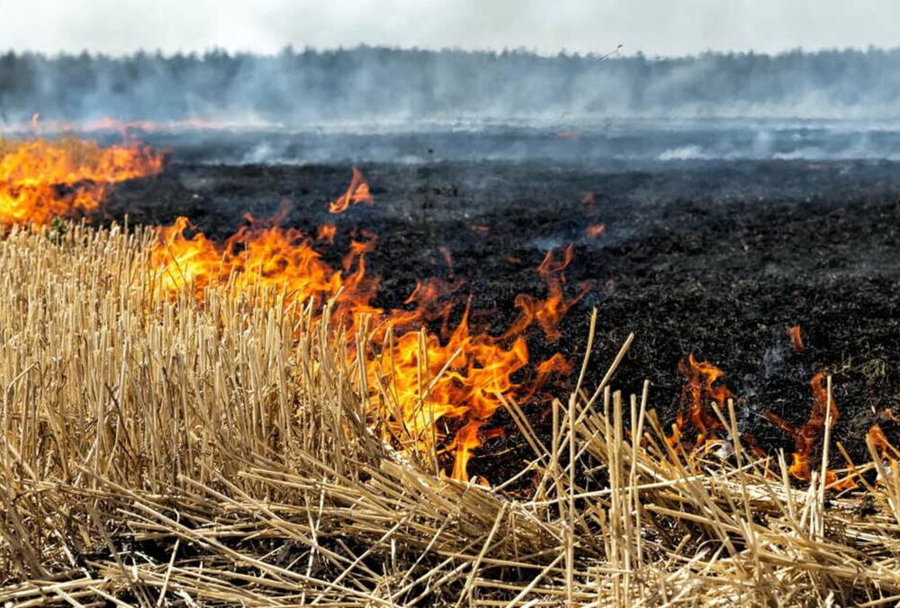Возле Львова разгорелся большой пожар: огонь может перекинуться на лес