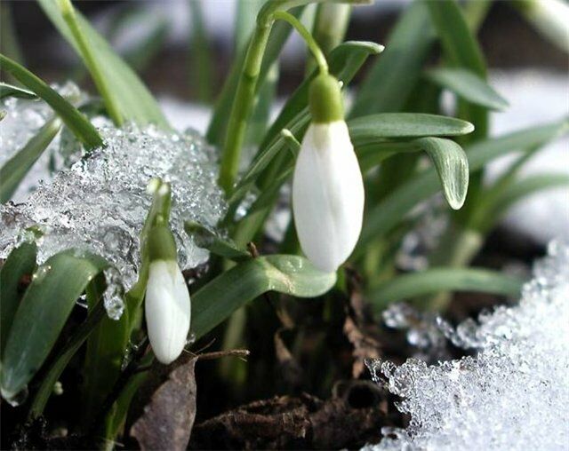 В Украину возвращаются снегопады: синоптики предупредили об ухудшении погоды