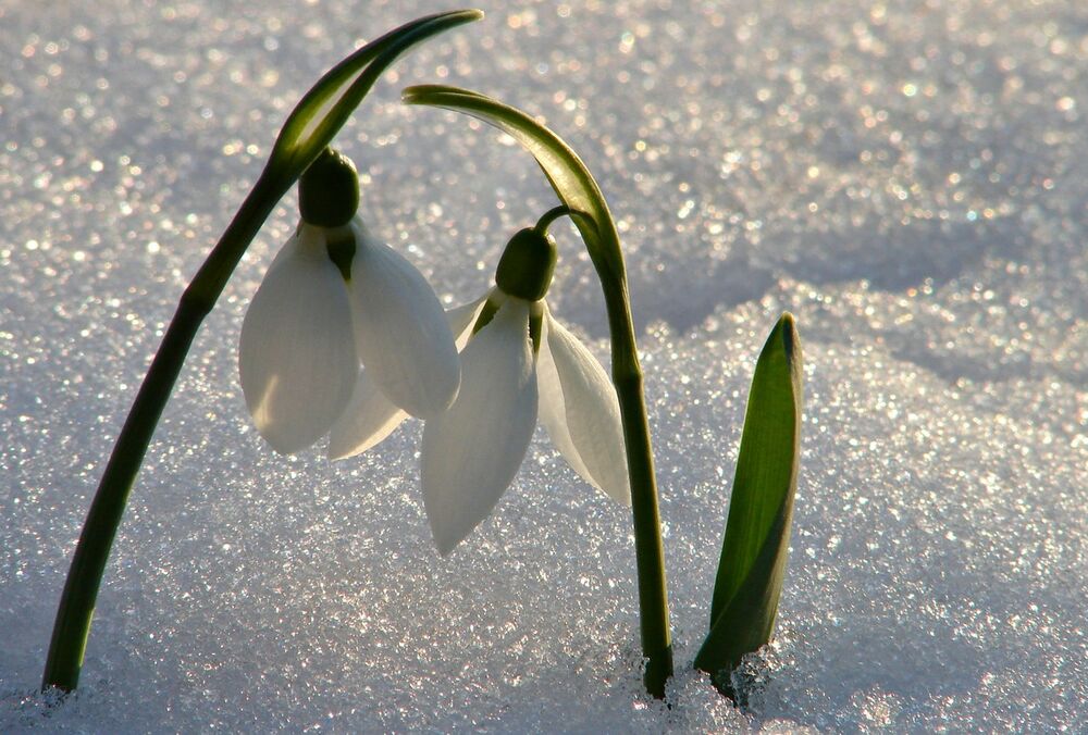 Якою буде погода в Україні в перший день весни