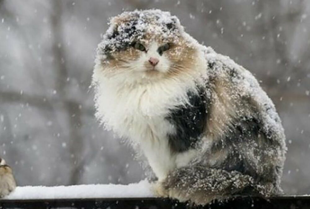 Погода в Украине: где ждать снега