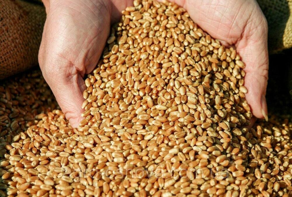 Кабмин разработал два маршрута экспорта украинского зерна через Румынию и Польшу Кабмин разработал два маршрута экспорта украинского зерна через Румынию и Польшу