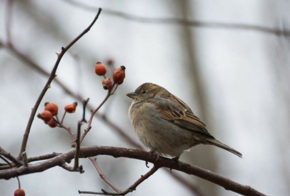 Прогноз погоди: де посиляться морози