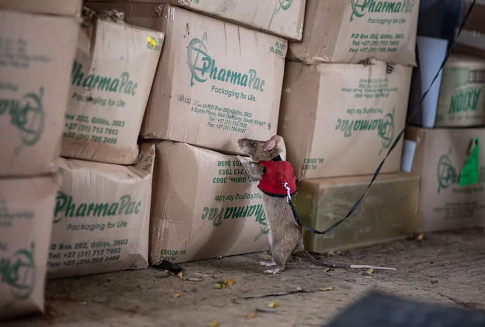 В Танзании гигантских крыс стали использовать для поиска контрабанды