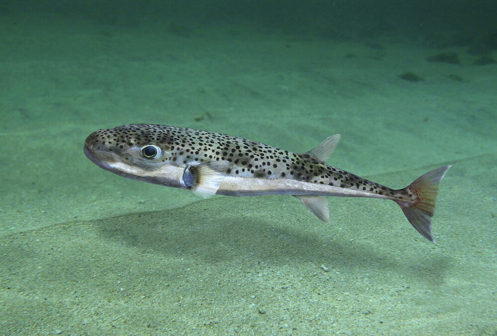 У Чорному морі фіксують смертельно отруйну рибу