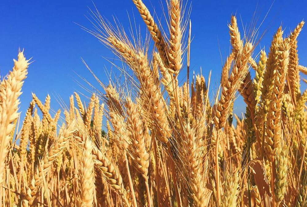 Перевірки української агропродукції перенесуть до порту Литви Перевірки української агропродукції перенесуть до порту Литви