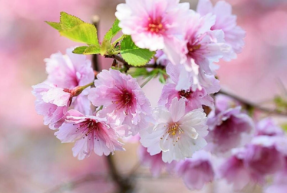 Прогноз погоди: в Україну повернулося похолодання