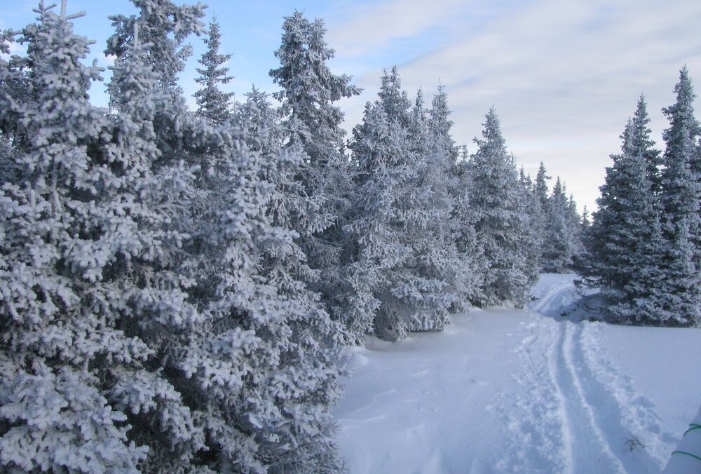 Снежный прогноз: где сегодня ожидается снег