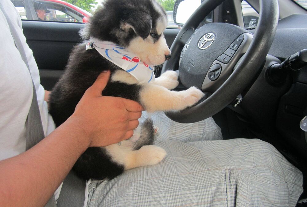 В Украине могут ввести новые штрафы для водителей: о чем речь