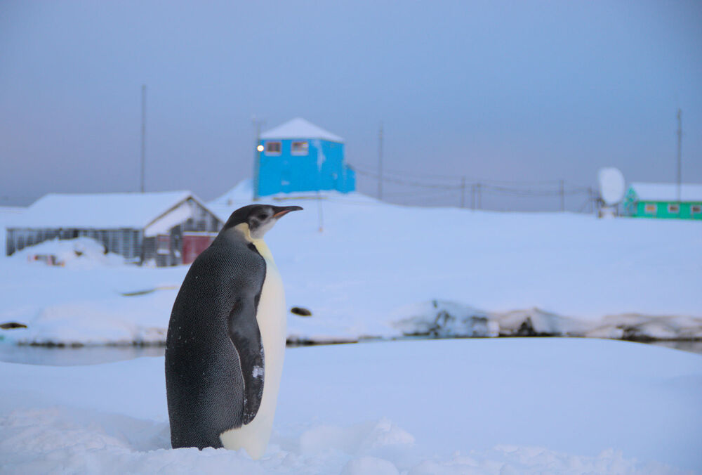 На станции Академик Вернадский был замечен императорский пингвин