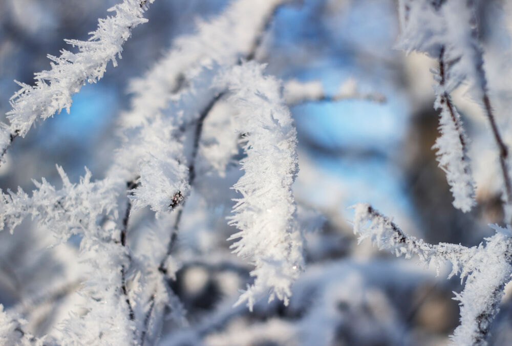 Температурний прогноз: де в Україні очікуються заморозки