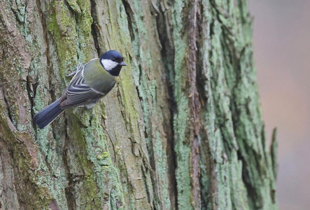 Цього тижня в Україні буде нетипова для грудня погода, - Гідрометцентр